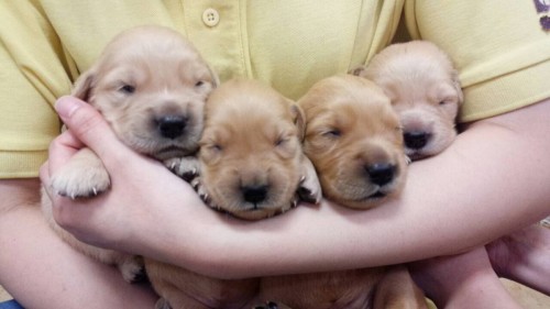 ファイル 2015-10-18 19 49 26