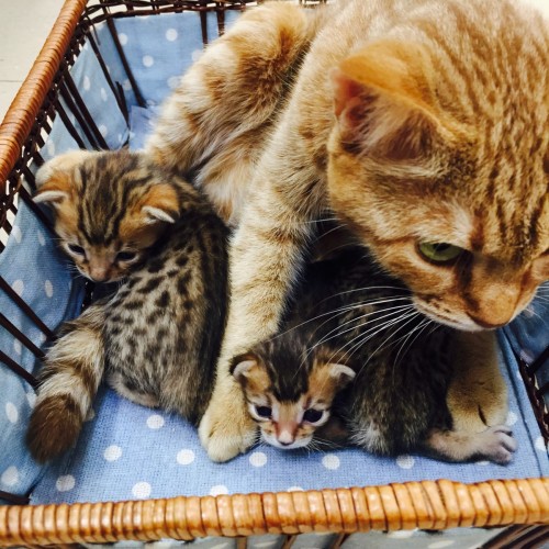 ファイル 2015-10-15 12 47 32