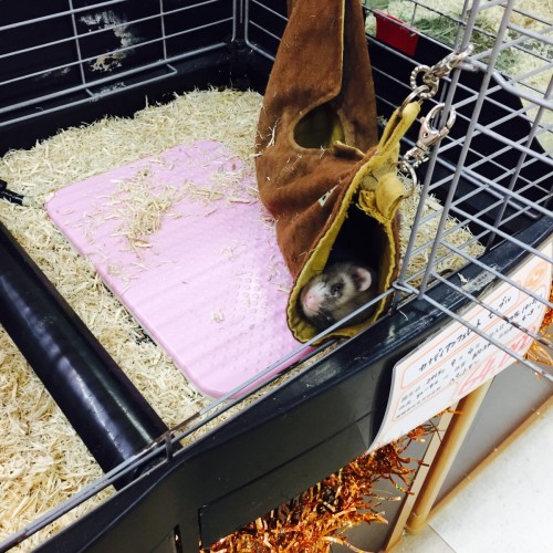 ファイル 2015-10-29 15 04 58