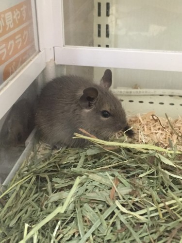 ファイル 2015-10-29 16 35 42