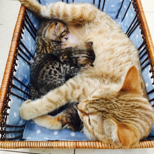 ファイル 2015-10-15 12 47 48