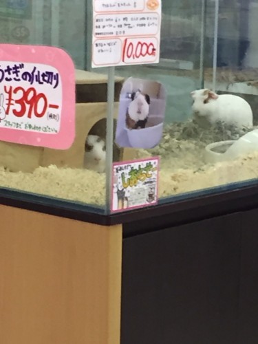 写真 2015-10-10 19 57 45