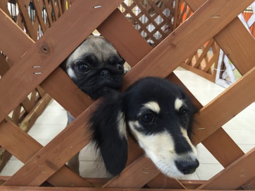 ファイル 2015-10-25 20 05 29