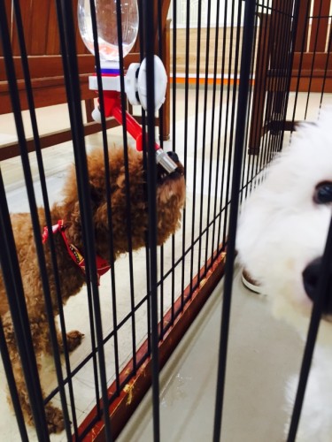 写真 2015-09-30 14 36 36