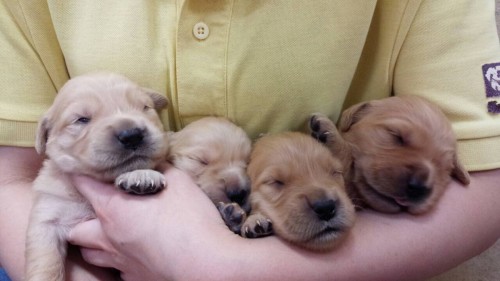 ファイル 2015-10-18 19 50 12