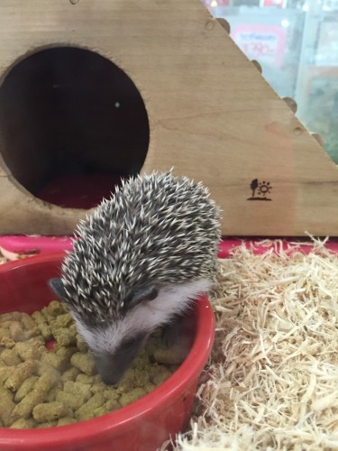 ファイル 2015-11-04 19 41 26