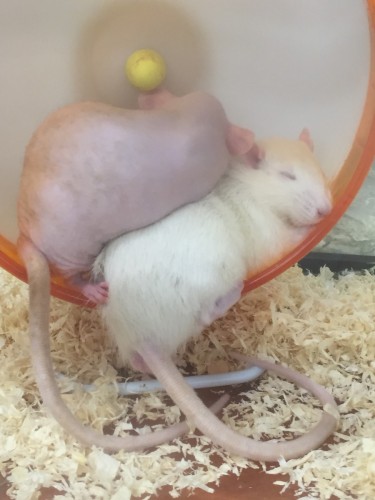 写真 2015-11-05 16 42 25