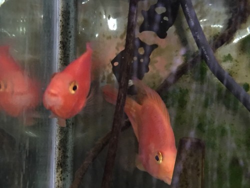 写真 2015-11-07 14 19 26