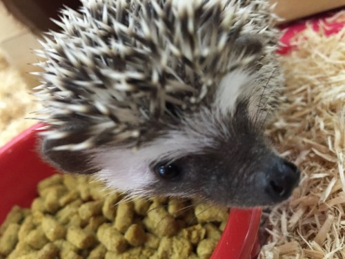 ファイル 2015-11-04 19 41 40