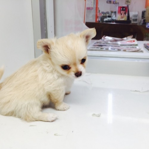 写真 2015-11-16 19 17 24