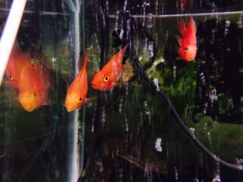 写真 2015-11-12 17 23 41