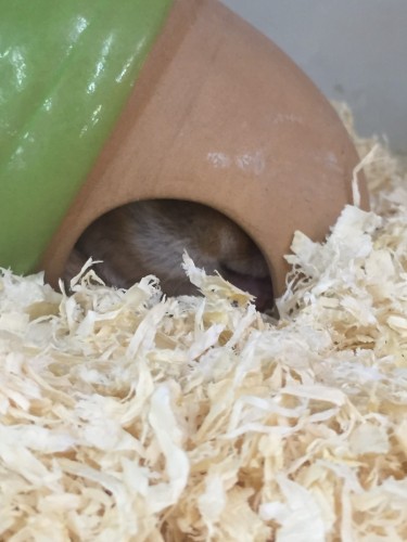 写真 2015-11-05 16 42 46