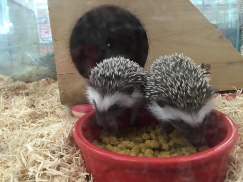 ファイル 2015-11-04 19 41 10