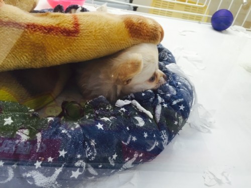 写真 2015-11-16 19 13 18