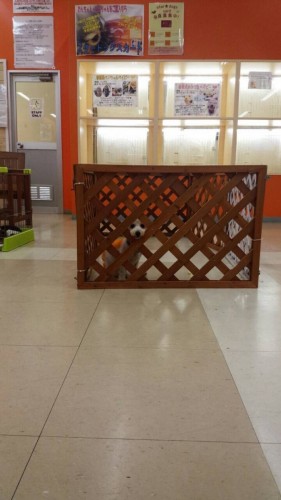 ファイル 2015-11-24 19 47 35