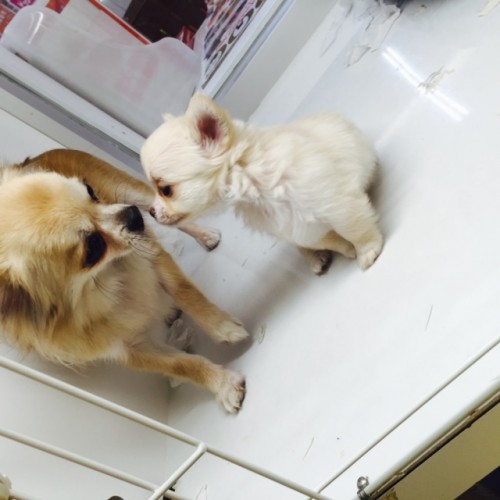 写真 2015-11-16 19 15 30