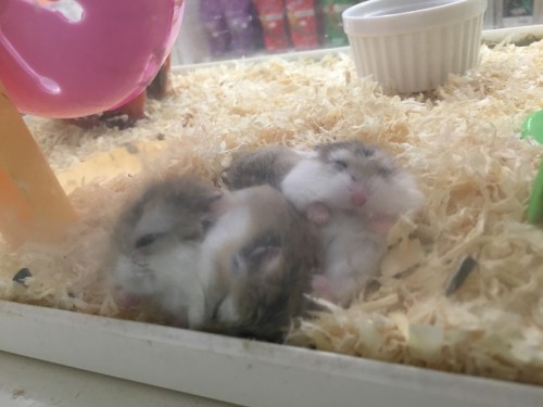 写真 2015-11-05 16 41 01