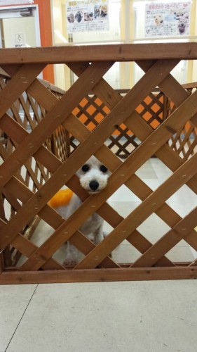 ファイル 2015-11-24 19 47 22