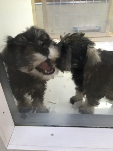 写真 2015-12-17 12 52 44