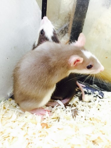 写真 2015-12-11 17 43 04