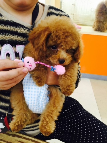 ファイル 2015-12-10 21 18 54