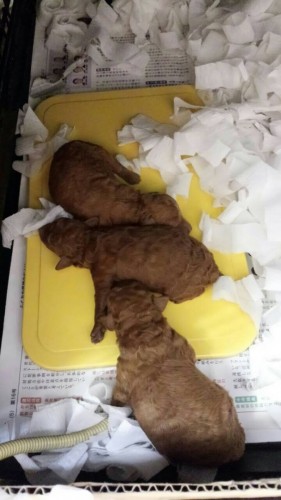 ファイル 2015-12-17 18 42 09