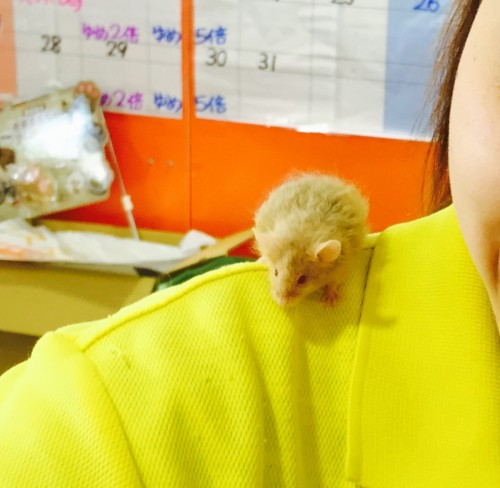 写真 2015-12-12 12 34 52