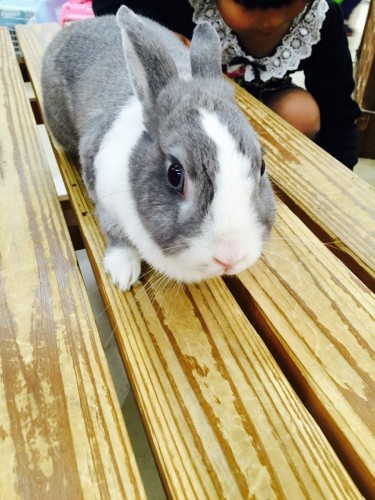 ファイル 2015-12-13 19 51 09