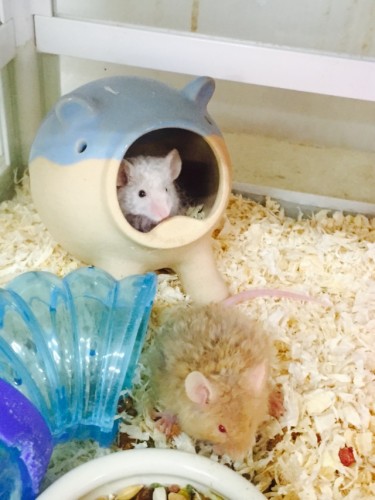 写真 2015-12-11 17 43 32