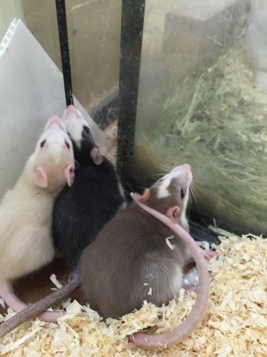 写真 2015-12-22 15 27 35