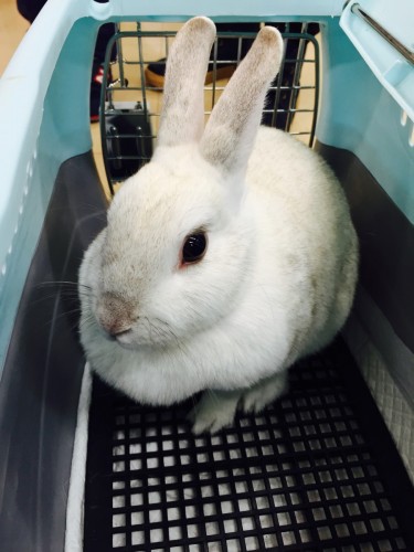 ファイル 2015-12-13 19 50 33