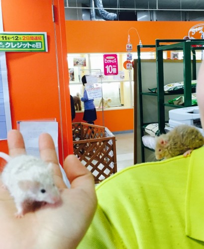 写真 2015-12-12 12 35 15