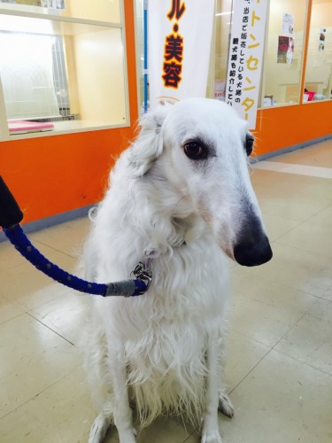 ファイル 2015-12-01 23 04 56