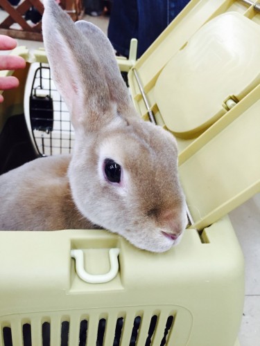 ファイル 2015-12-13 19 51 43