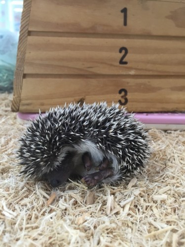 写真 2015-12-17 12 50 32