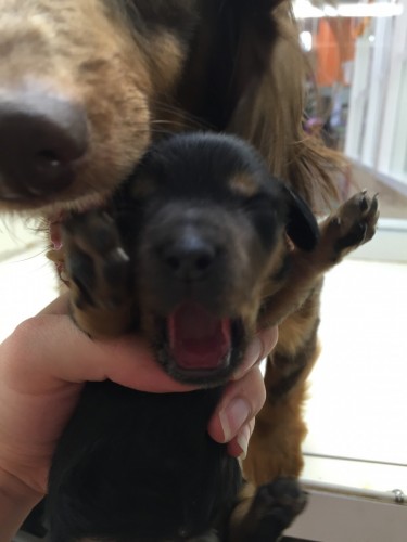 ファイル 2015-12-19 18 44 40