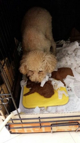 ファイル 2015-12-17 18 42 39