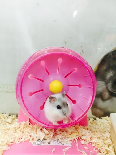 ファイル 2015-12-10 21 19 51