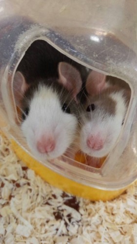 写真 2015-12-22 15 25 32