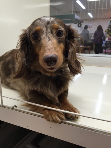 ファイル 2015-12-19 18 44 06