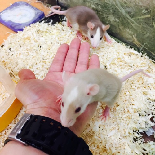 ファイル 2016-01-21 19 42 39