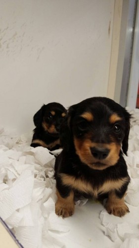 ファイル 2016-01-15 18 13 01