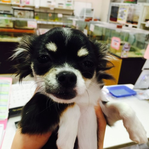 ファイル 2016-01-19 19 16 23