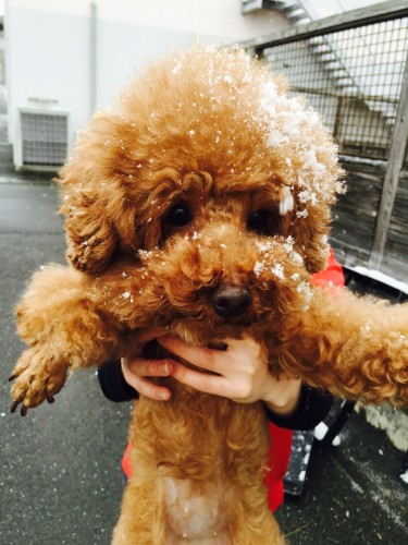 ファイル 2016-01-24 16 01 46