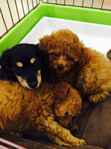 ファイル 2016-01-31 19 27 39