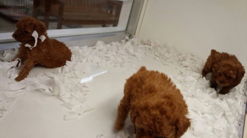 ファイル 2016-01-15 18 12 45