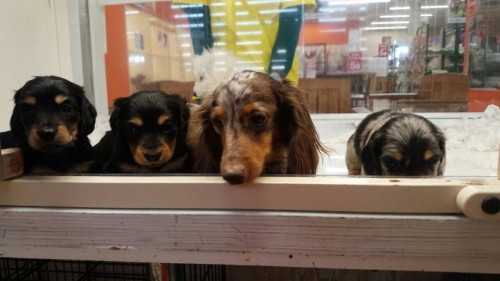 ファイル 2016-01-15 18 07 11