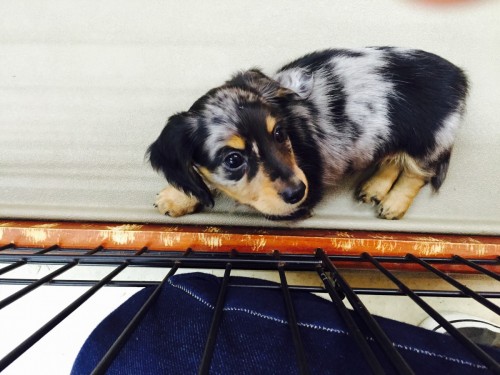 ファイル 2016-01-31 19 24 33