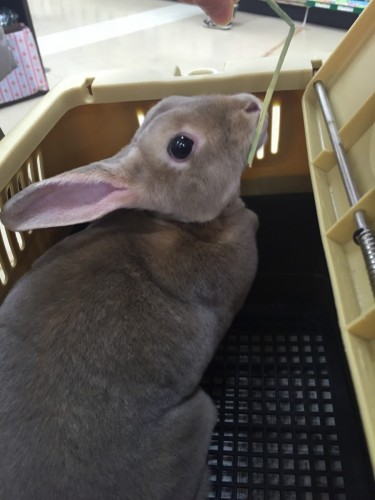 ファイル 2016-01-17 16 09 27