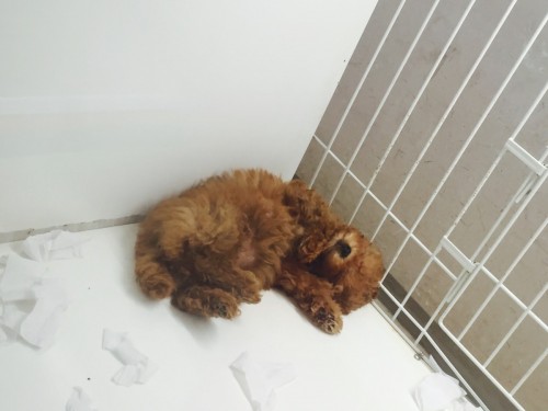 ファイル 2016-02-21 12 05 57